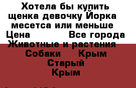 Хотела бы купить щенка девочку Йорка 2 месетса или меньше › Цена ­ 5 000 - Все города Животные и растения » Собаки   . Крым,Старый Крым